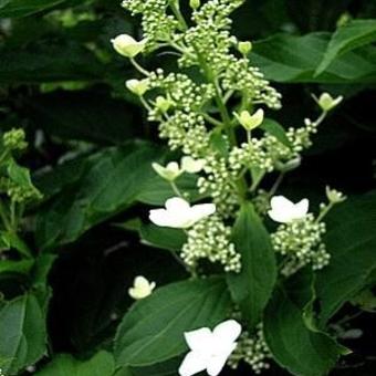 Hydrangea paniculata `Azo Vulcan`