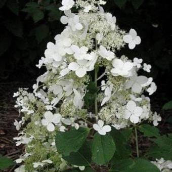 Hydrangea paniculata 'Brussels Lace'