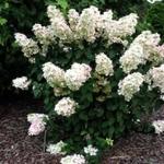 Hydrangea paniculata 'Pink Lady' - Hydrangea paniculata 'Pink Lady'