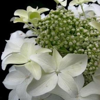 Hydrangea paniculata 'Degudo'