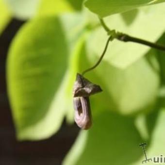 Aristolochia durior