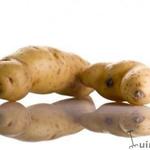 Solanum tuberosum - Aardappel