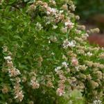 Abelia chinensis - Chinese abelia