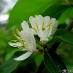 Lonicera fragrantissima