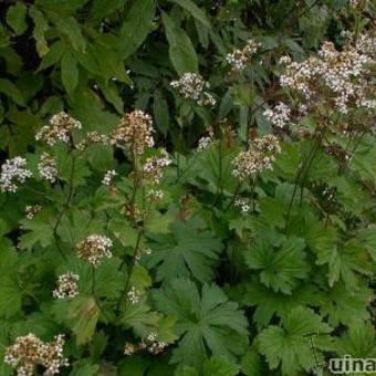 Boykinia aconitifolia