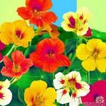 Tropaeolum majus nanum Tom Thumb mix - Oostindische kers / Capucien