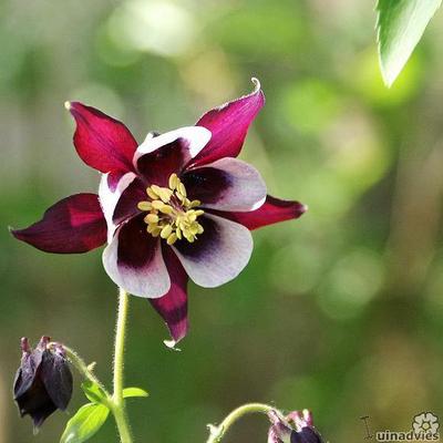 Akelei - Aquilegia vulgaris 'William Guiness' 