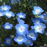 Nemophila menziesii subsp. insignis - Babyoogjes, haagbloem of bosliefje