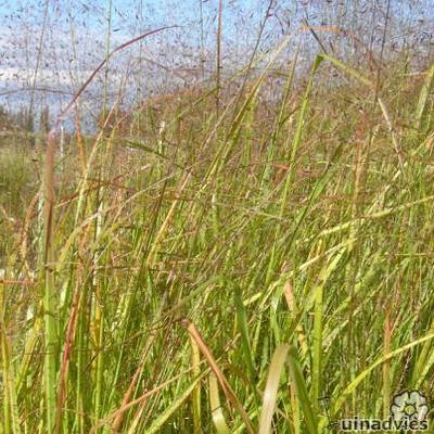 Liefdesgras - Eragrostis trichoides