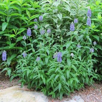 Nepeta nervosa