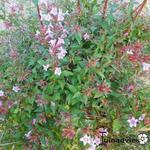 Abelia parvifolia - Abelia