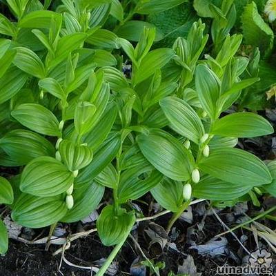 Salomonszegel - Polygonatum humile