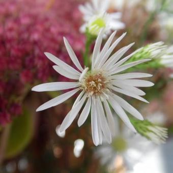 Symphyotrichum pilosum var. pringlei 'Monte Cassino'