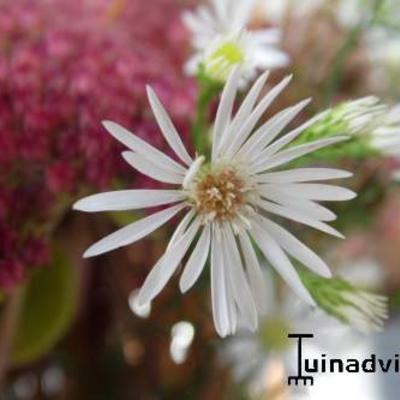 Herfstaster, Septemberkruid - Symphyotrichum pilosum var. pringlei 'Monte Cassino'