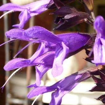 Salvia 'Amistad'