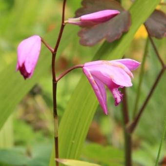 Bletilla striata