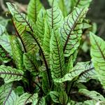 Rumex sanguineus - Zurkel, bloedzuring