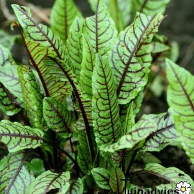 Rumex sanguineus - Zurkel, bloedzuring