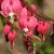 Lamprocapnos spectabilis