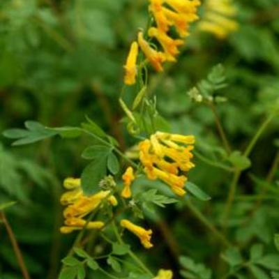 Helmbloem - Corydalis lutea