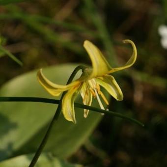 Erythronium 'Pagoda'