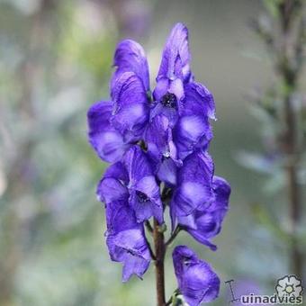 Aconitum napellus