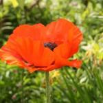 Papaver orientale - Oosterse papaver