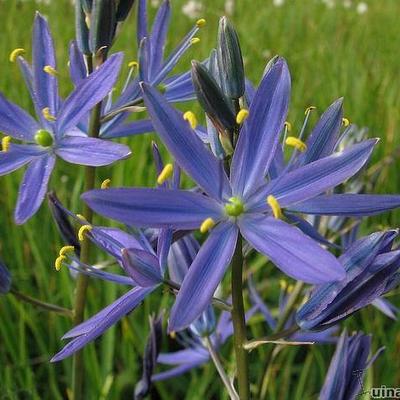 Camassia quamash - Prairielelie