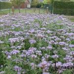 Phacelia tanacetifolia - Bijenbrood, bijenvoer, bijenvriend 