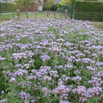 Phacelia tanacetifolia