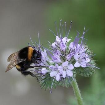 Phacelia tanacetifolia