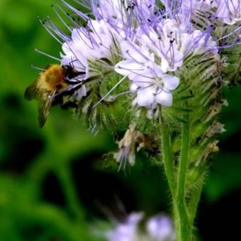 Phacelia tanacetifolia