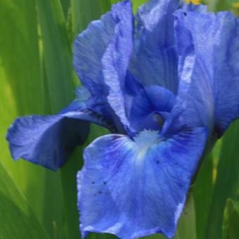 Iris pumila