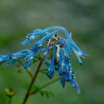 Corydalis flexuosa