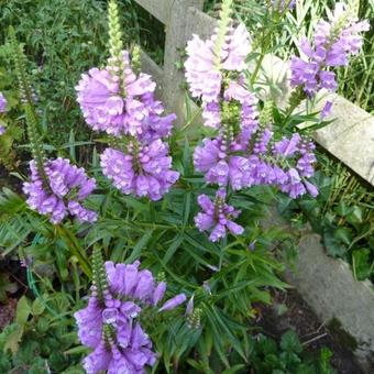 Physostegia virginiana