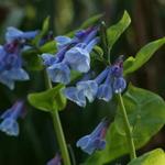 Mertensia sibirica - Blauw klokje