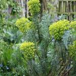 Wolfsmelk - Euphorbia characias