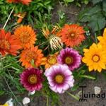 Gazania rigens - Middaggoud