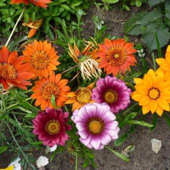 Gazania rigens