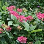 Hydrangea macrophylla 'Tovelit' - Hortensia,Dwerghortensia