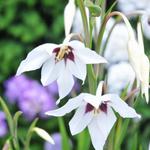 Gladiolus murielae - Abessijnse gladiool