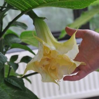 Brugmansia