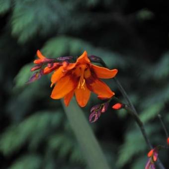 Crocosmia x crocosmiiflora 'Emily McKenzie'