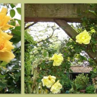 Rosa 'Golden Showers'