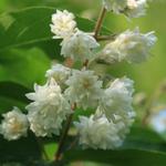 Deutzia gracilis - Bruidsbloem