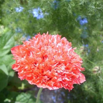 Papaver somniferum