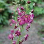 Verbascum-hybriden - Toorts