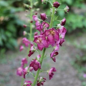 Verbascum-hybriden