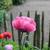 Papaver somniferum