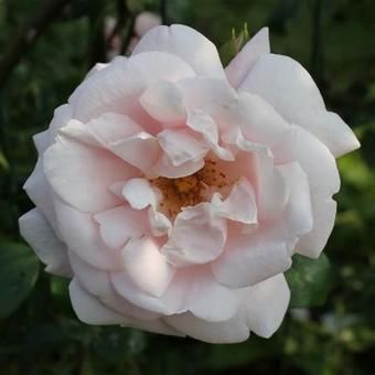 Rosa 'New Dawn'